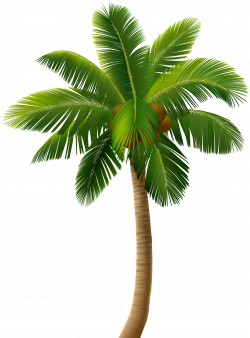 Palm Tree PNG Clip Art Image | Gallery Yopriceville - High-Quality ...