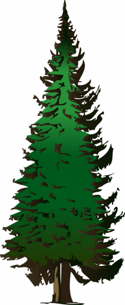 Cute pine tree image transparent library - RR collections