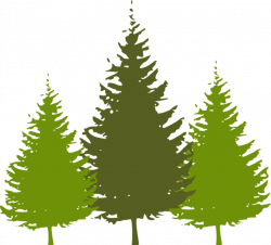 Free Redwood Tree Cliparts, Download Free Clip Art, Free Clip Art on ...