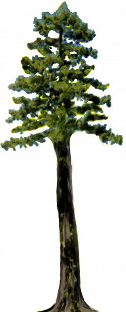 Free Redwood Tree Cliparts, Download Free Clip Art, Free Clip Art on ...