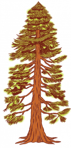 Free Redwood Tree Cliparts, Download Free Clip Art, Free Clip Art on ...