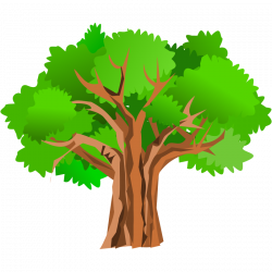 rubber tree clipart - image #12