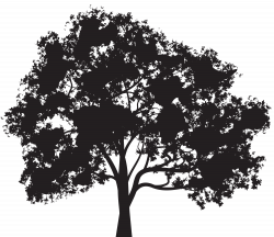 Best HD Oak Clipart Tree Silhouette Pictures