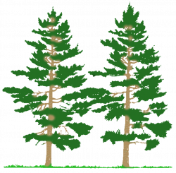 Forest Tree Clipart