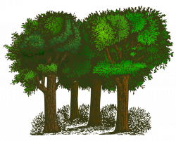 Free Free Tree Pictures, Download Free Clip Art, Free Clip Art on ...