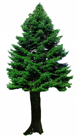 Tree picture freeuse download transparent background - RR collections