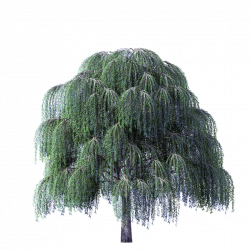 Weeping willow tree png stock - RR collections