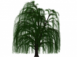 Willow Tree PNG HD Transparent Willow Tree HD.PNG Images. | PlusPNG
