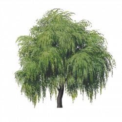 Willow Tree Clipart