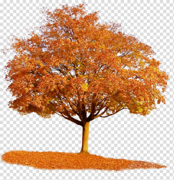 Autumn Tree, brown leafed tree transparent background PNG ...