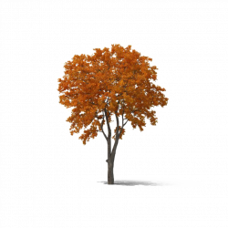 Fall Tree PNG Transparent | PNG Mart