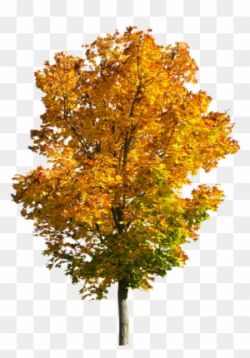 Fall trees clipart tree autumn free transparent png - Clipartix
