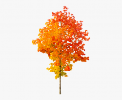 Nature, Autumn, Tree, Fall Foliage - Fall Tree Png Free ...