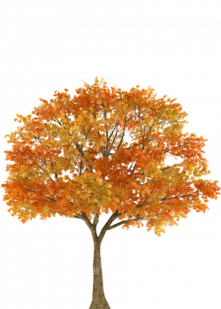 Autumn Tree Maple Oak Branch - fall png download - 859*1202 ...
