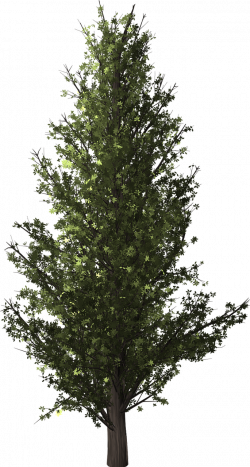 Tree Clip art Forest Plants Image - tree png download - 685 ...