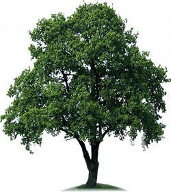 Download Free High quality Tree Png Transparent Images #725 ...