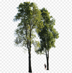 tree high quality PNG image with transparent background | TOPpng