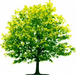 Tree PNG Picture | Web Icons PNG