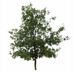 Oak PNG High-Quality Image | PNG Arts
