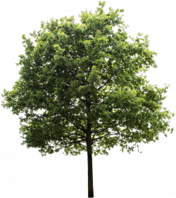 Download Tree Render, Oak Tree, Trees To Plant, Tree ...
