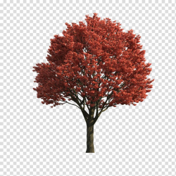 Japanese maple Acer japonicum Red maple Sugar maple Tree ...