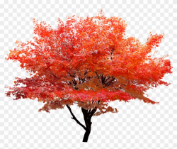 2362 X 1772 8 - Maple Tree Transparent Background, HD Png ...