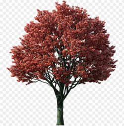 tree clipart flaming autumn maple tree - japanese maple tree ...