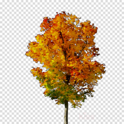 Family Tree Background clipart - Maple, Tree, Leaf ...