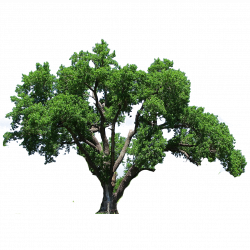 Southern live oak Tree Flowering dogwood Clip art - tree png ...