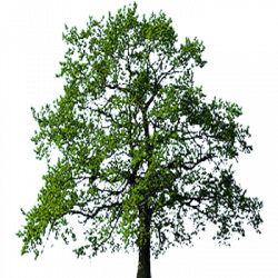 Oak Tree transparent background ~ Free Png Images