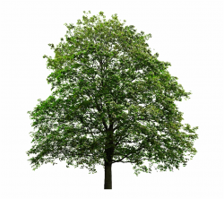 Free Oak Tree Transparent Background, Download Free Clip Art ...