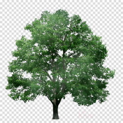 Oak Tree Leaf clipart - Tree, Oak, Plant, transparent clip art