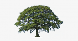 The And Herbs Trees - Oak Tree Png Transparent PNG - 529x354 ...