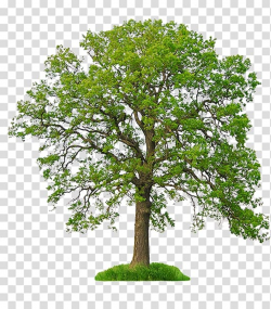 White oak Tree Northern Red Oak, tree transparent background ...