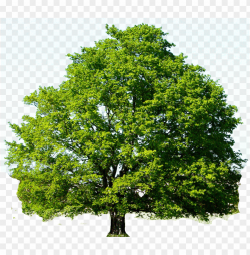 28 collection of oak tree clipart png - red maple tree gree ...