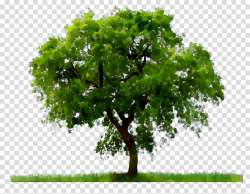 Oak Tree Leaf clipart - Tree, Plant, Green, transparent clip art