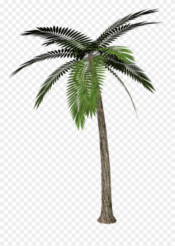 Palm Tree Transparent Background Clipart (#616) - PinClipart