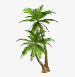 Free Png Palm Tree Png Images Transparent - Palm Trees ...