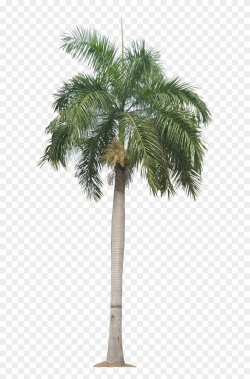 Palm Tree Png, Palm Trees, Plant Pictures, Plant Images ...