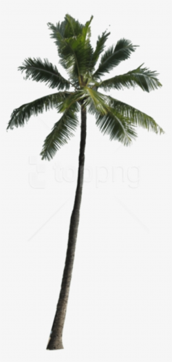 Palm Tree PNG, Transparent Palm Tree PNG Image Free Download ...