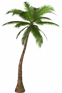 Palm tree PNG images, download free pictures