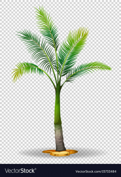 Palm tree on transparent background
