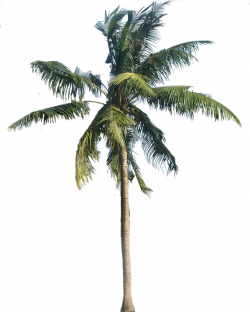 A Collection of tropical (and subtropical) plant images with ...