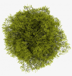 Tree Plan Png Free Download - Tree Top View Free - Free ...