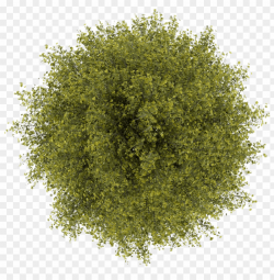 trees top view png clipart transparent - tree top view png ...