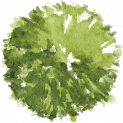 Tree Plan Png #4137 - Free Icons and PNG Backgrounds