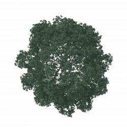 English oak Tree Architecture Pine Landscape - tree plan png ...