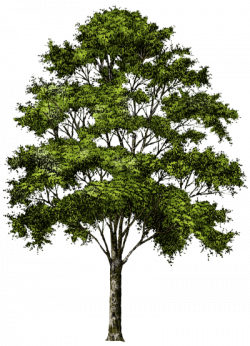 Download TREE Free PNG transparent image and clipart