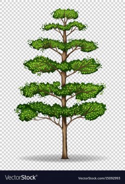 Tall tree on transparent background