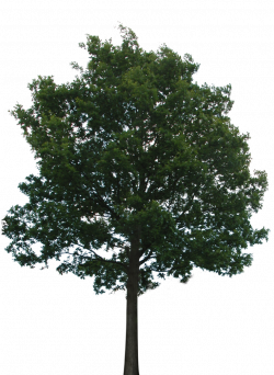 Tree with transparent background. No roots so you\'ll want to ...